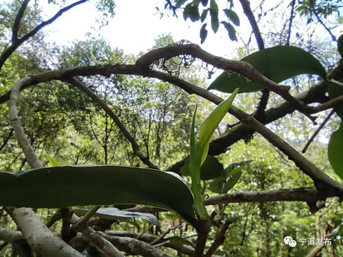 密林寻踪 罗东山千年古树茶王