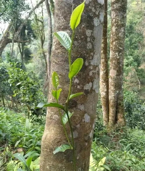 茶山介绍 易武新贵,易武天门山古树茶