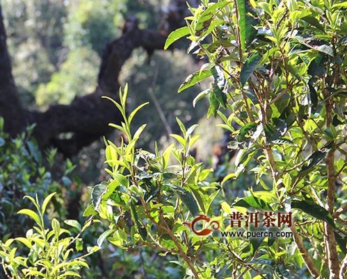 2020年蛮砖古树茶春茶多少钱一斤