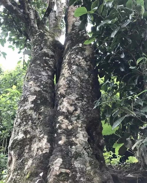 名山古树茶,该怎么辨别呢