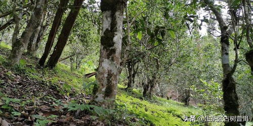 勐乐山古树茶 品种 产地 制作工艺 口感 购买指南等全方位解析