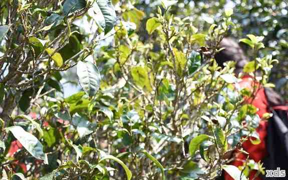 临沧小叶种普洱茶 云南古树茶口感与品质解析