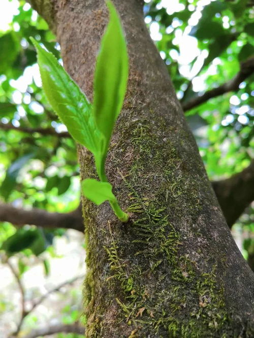 详细解析云南野生古树茶介绍