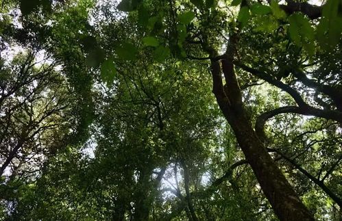 解答 困鹿山皇室古茶园属于哪个茶区 古树茶有什么口感特点