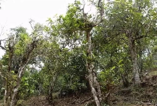 揭秘普洱茶最神秘山头 那卡古树茶