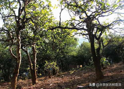 临沧小户赛古树茶,为何会被当作 冰岛茶 来卖