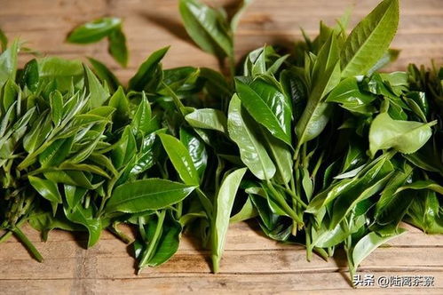 中期茶豪门,班章茶三雄 六星孔雀 土鸡沱 大白菜