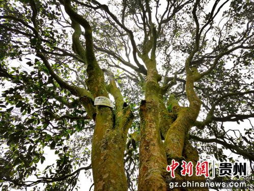 习水 小茶叶变致富 金叶子