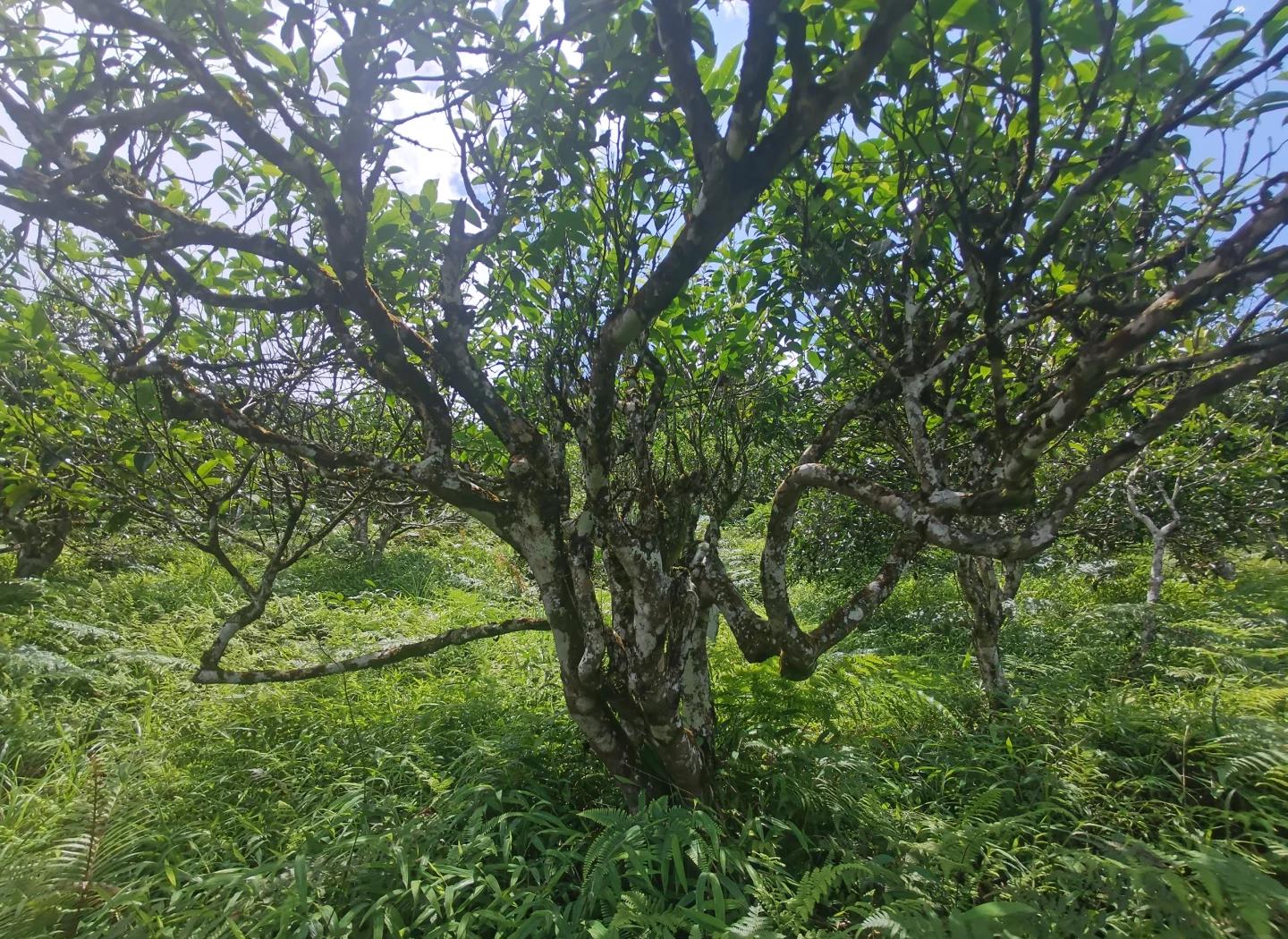 麻栗坡古树茶:国礼背后的故事