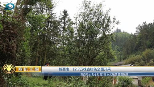 黔西南 12.7万株古树茶全面开采