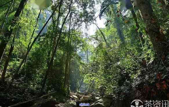 南糯山古树茶的作用:揭示其独特特点与神奇功效
