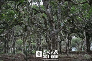 今年春茶形势咋样 权威分析 古树茶价格还要涨