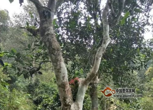 2018年古树茶是否可以推行信息公开化