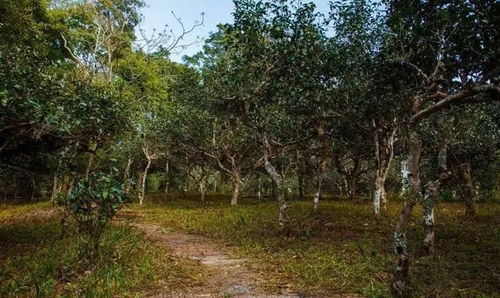 别买贵了 2021年云南各大古茶山春茶预计价格权威发布