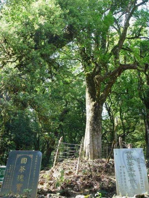 思茅产区千家寨普洱茶有什么特点