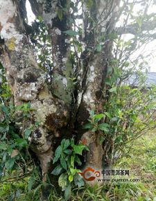 景迈芒埂自家古树茶