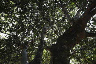 如何辨识野生茶 古树茶和台地茶