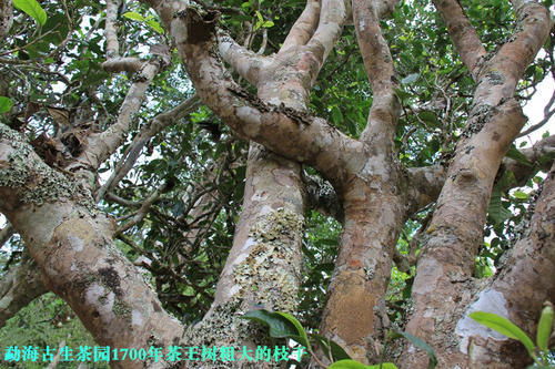 您经常喝普洱古树茶,但为何景迈为妃,冰岛为后,班章为王呢