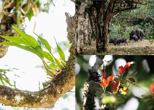如何用东方智慧打造中国茶品牌 雨林古树茶是这么做的 上篇 认知篇