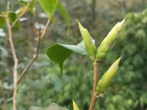 两会聚焦：茶企提案关注古树茶保护与产业发展