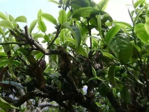 普洱茶纯料与古树茶 定义与市场价值解析