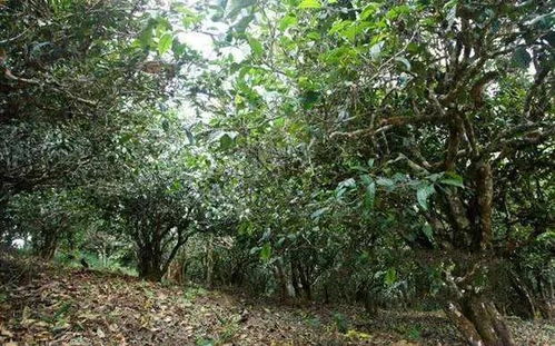 古六大茶山倚邦曼拱古树茶的独特魅力