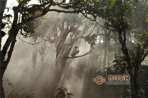 六大茶山百岁圆茶 古树福韵，予有福之人