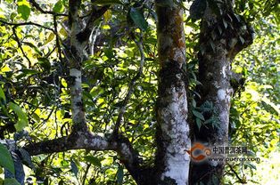 古树茶的真正价值丨云茶大典 古树茶