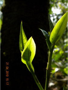 格朗和乡古树茶 时光沉淀的茶香传奇