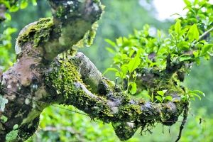 喝古树茶，到底在喝它的什么