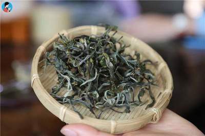 茶山行日记13 临沧赛冰岛“小户赛”古树茶到底有什么特别？