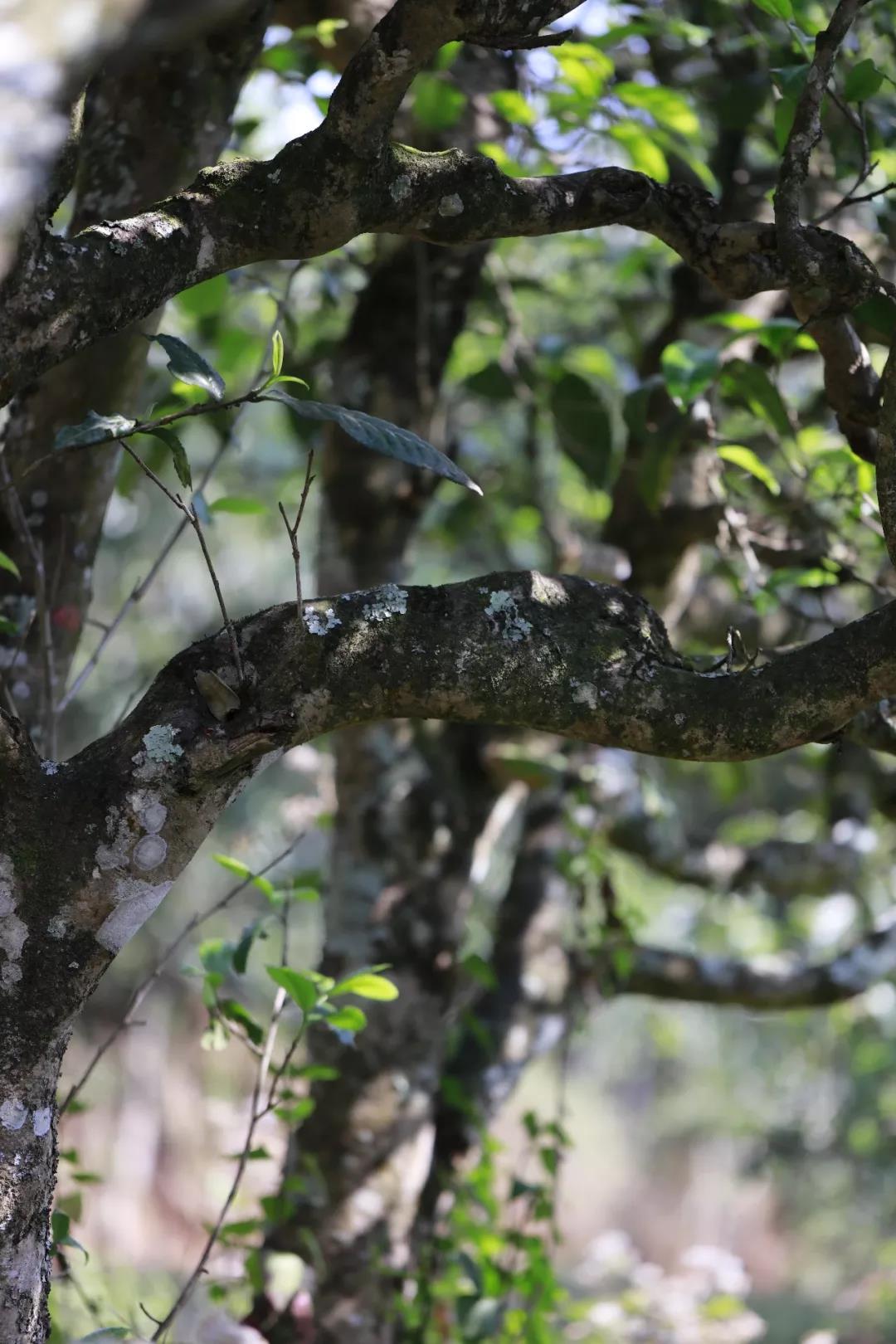 大师龙印茶 解锁印级古树茶新风范