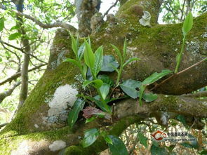 高海拔千年古树茶欣赏 张兵与兵器的普洱传奇