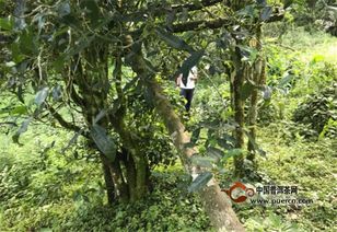 南糯山古树茶，就是这么特别