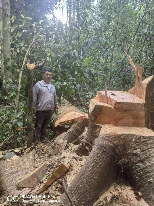 鑫睿家居 远赴非洲自建木材加工厂，以源头品质铸就家居卓越