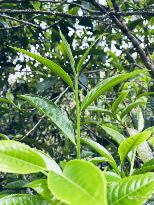 小荒田 天地秘境，世外好茶——古树茶