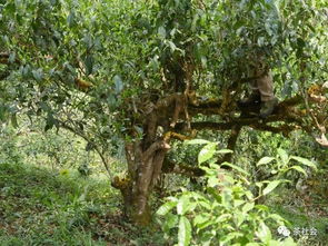 古树茶品牌塑造 运用茶系分类法提升品牌价值