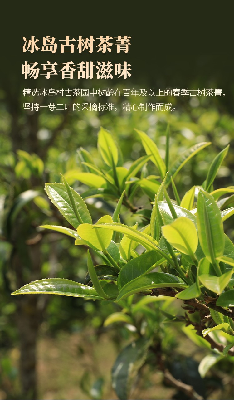 【普洱茶山记五】之勐库冰岛母树 古树茶的活态传奇