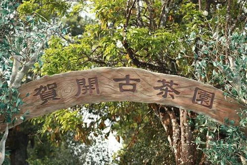 当古茶之王遇上皮卡之王 长城皮卡助力勐海古树茶开采