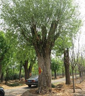 山东柳树聚源园林 千年古树茶的瑰宝