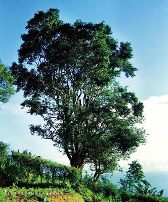 古树茶王获5000万保险 价值保护与未来发展的双重考量