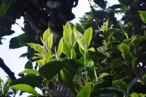 云南昭通古树普洱茶 品质的优选与传承