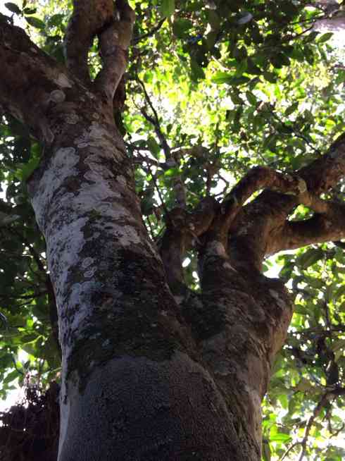 云南普洱古树茶价格探析