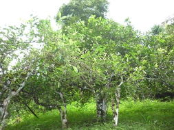 古树茶与云南茶妹子的采摘传奇