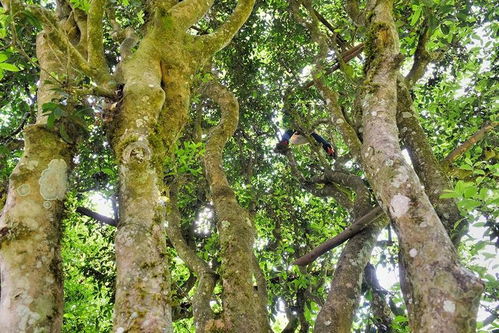 古树茶产量品质双提升，茶农茶企茶商茶客四满意