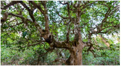 古树茶 时光淬炼的茶中珍品