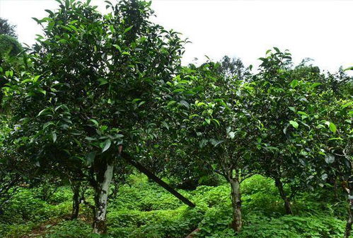 识破“台地”伪“古树”，掌握核心知识，喝懂普洱茶真味