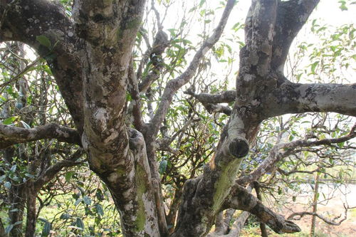 古树茶韵，岁月与自然的馈赠